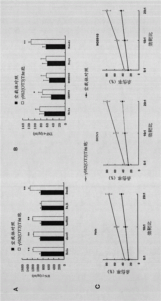 Gene modified CDR3 delta transplanted gamma delta T lymphocyte and its antitumor purpose