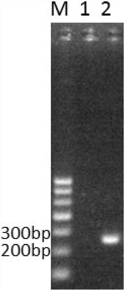 Primer group and method for identifying streptomyces albidoflavus W68