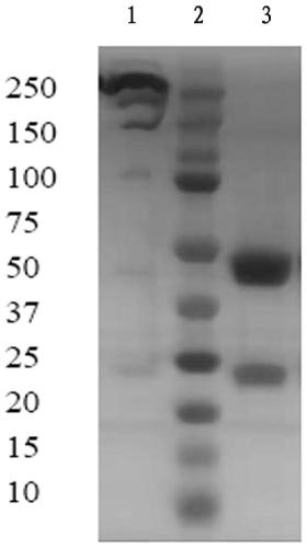 Fully human-derived monoclonal antibody against complement C3 molecule and application