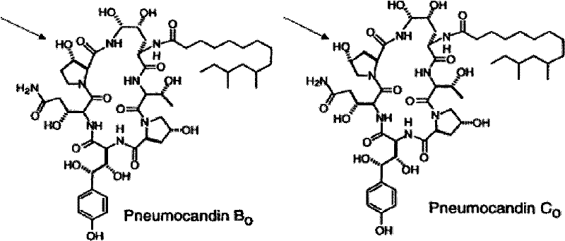 Method of detecting pneumocandin compounds