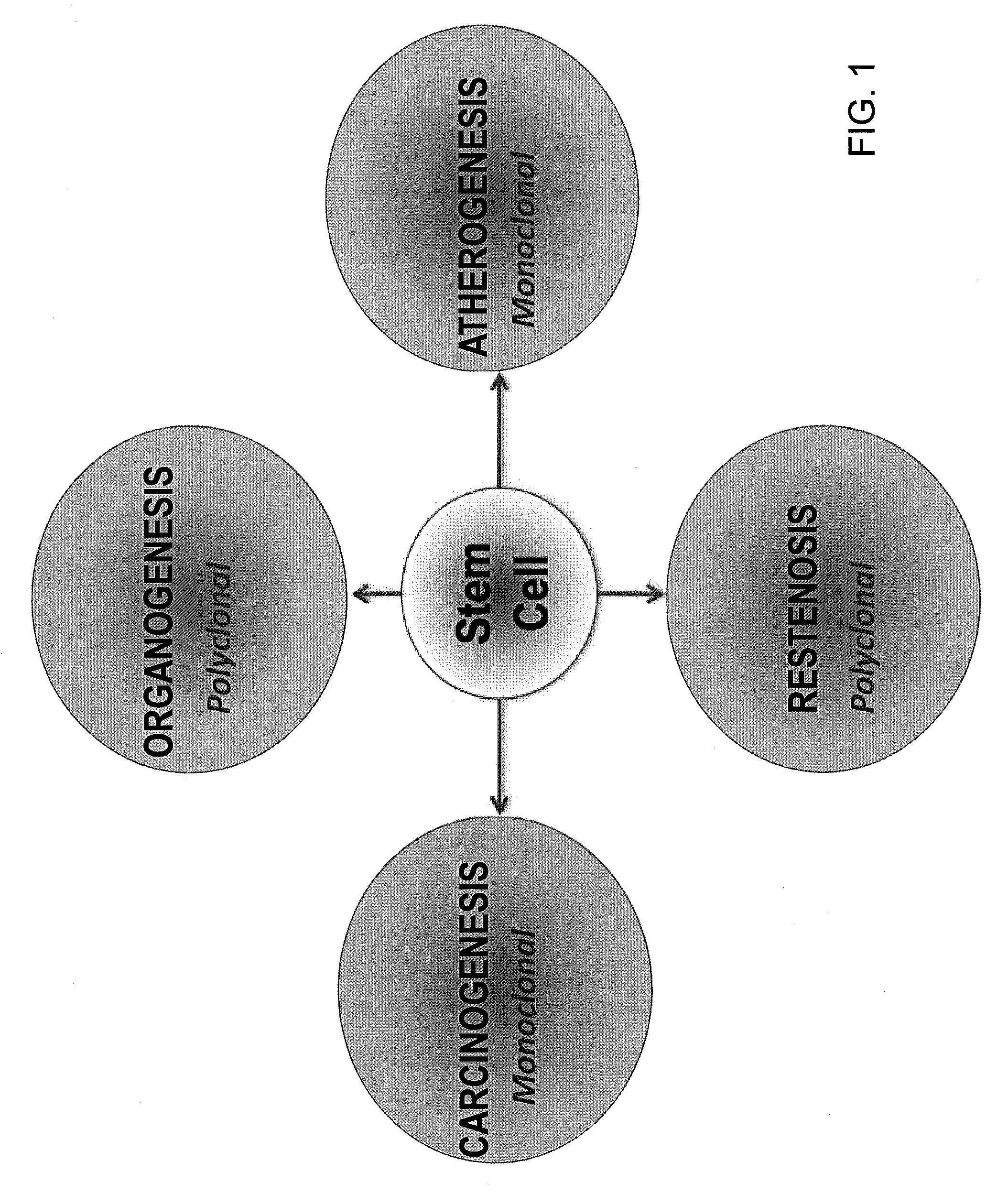 Wound healing metakaryotic stem cells and methods of use thereof