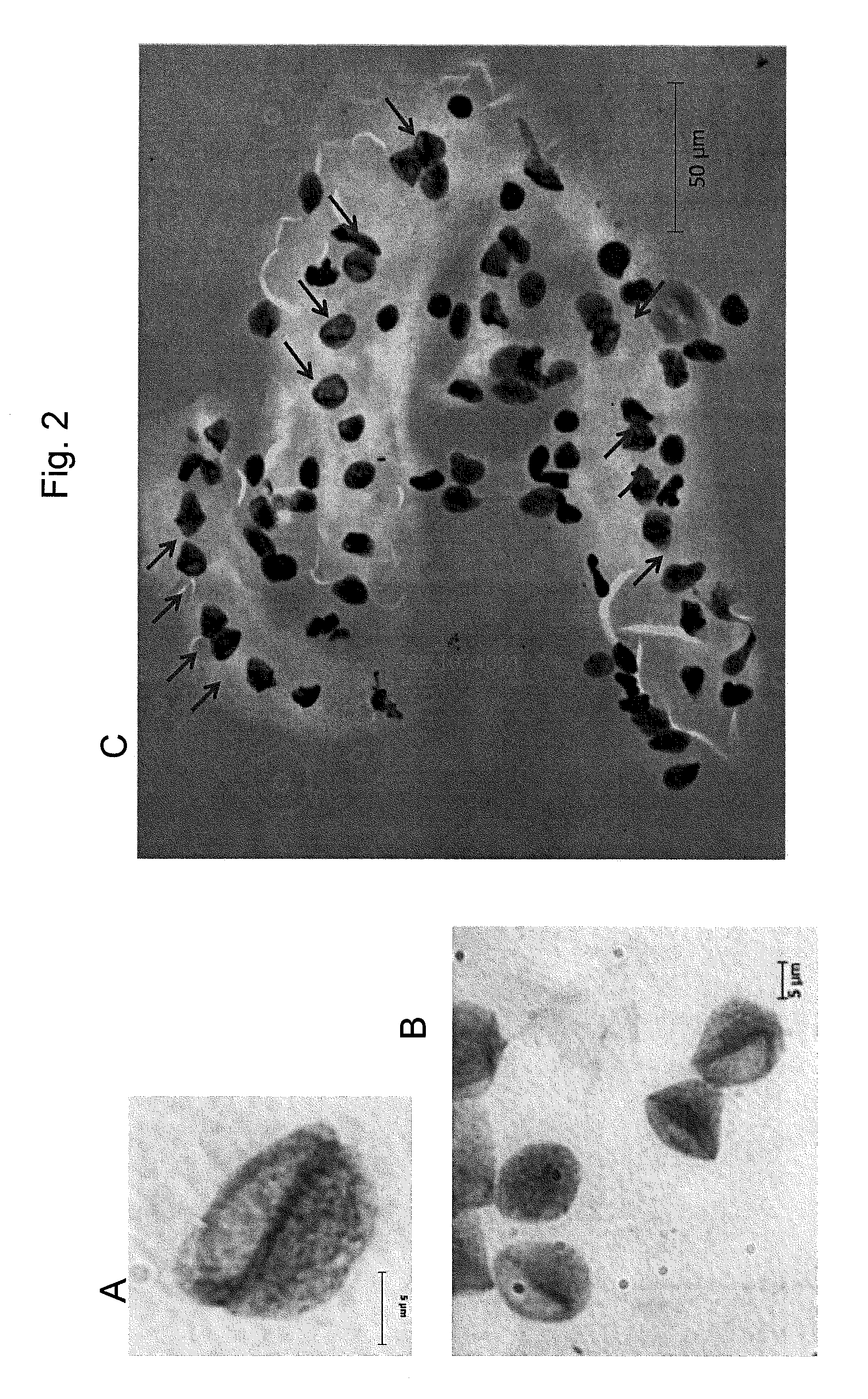 Wound healing metakaryotic stem cells and methods of use thereof