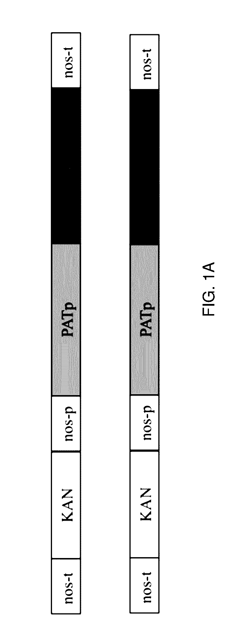Methods And Materials For Producing Enhanced Sugar, Starch, Oil, And Cellulose Output Traits In Crop Plants