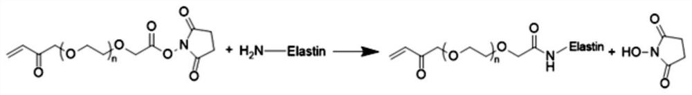 Method for culturing organoid by using elastin hydrogel