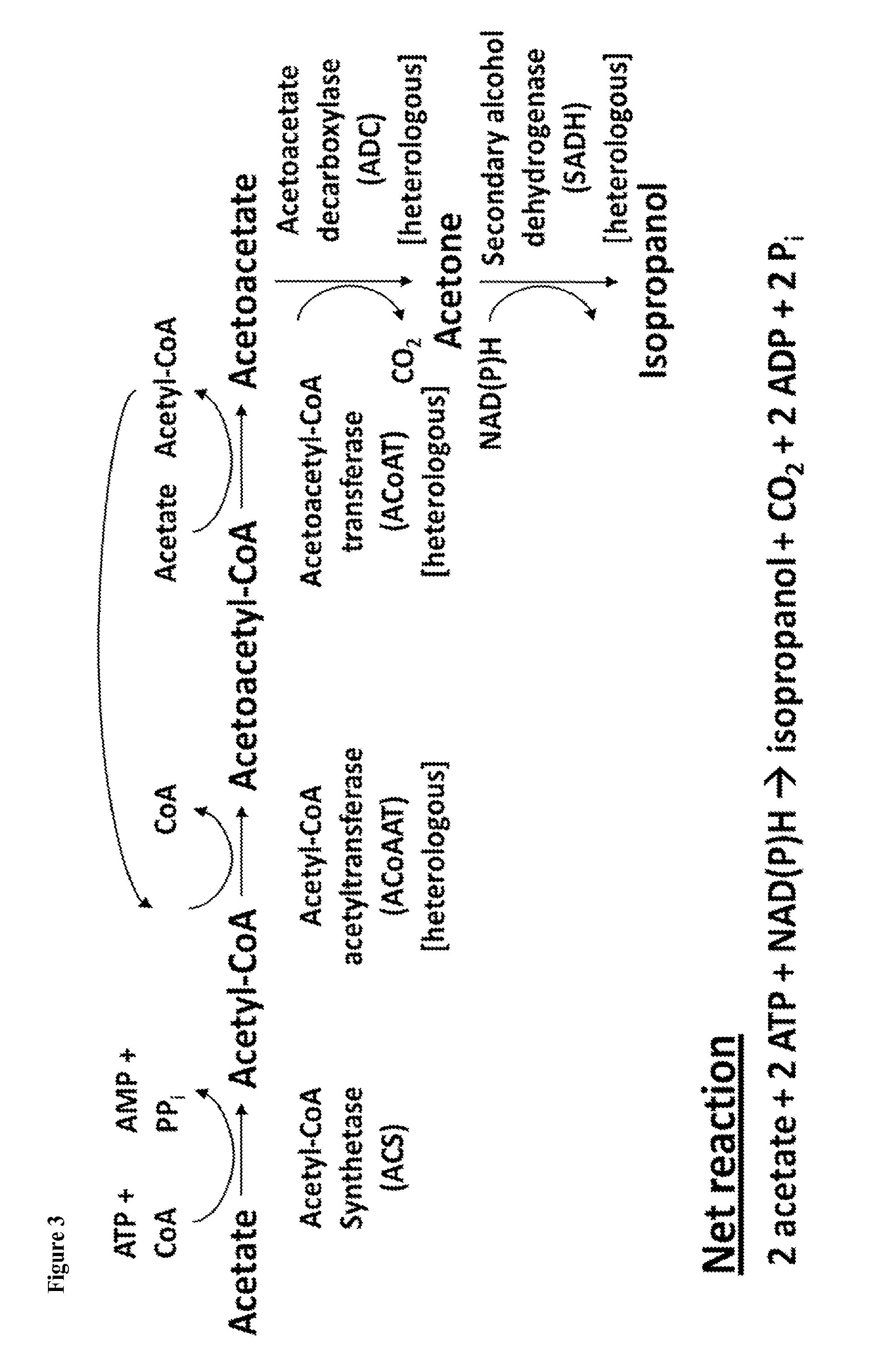 Method for Acetate Consumption During Ethanolic Fermentation of Cellulosic Feedstocks
