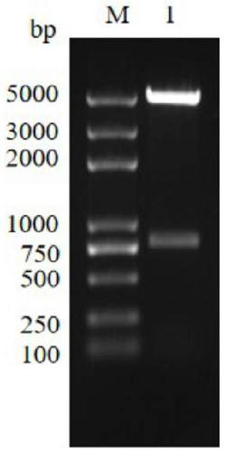Specific detection antigen of bovine echinococcosis granulosa and application of specific detection antigen
