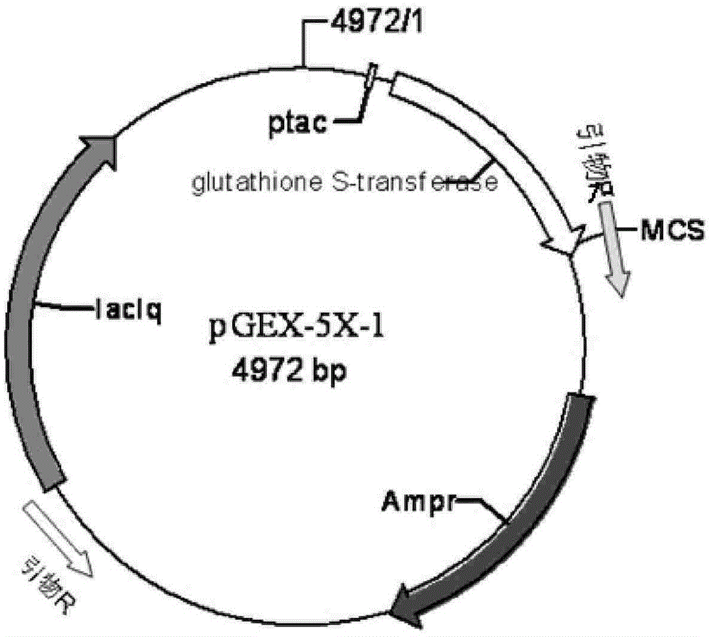 Bifidobacteria-bacillus coli shuttle expression vector, preparation method and application thereof