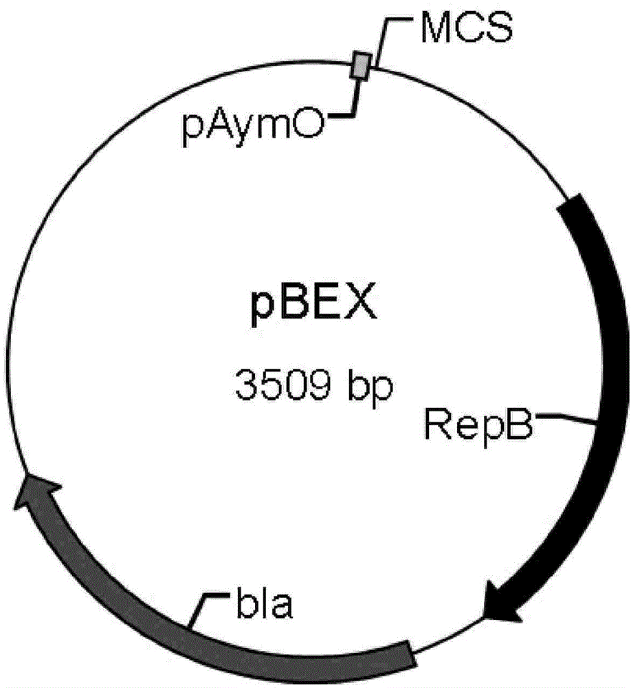 Bifidobacteria-bacillus coli shuttle expression vector, preparation method and application thereof