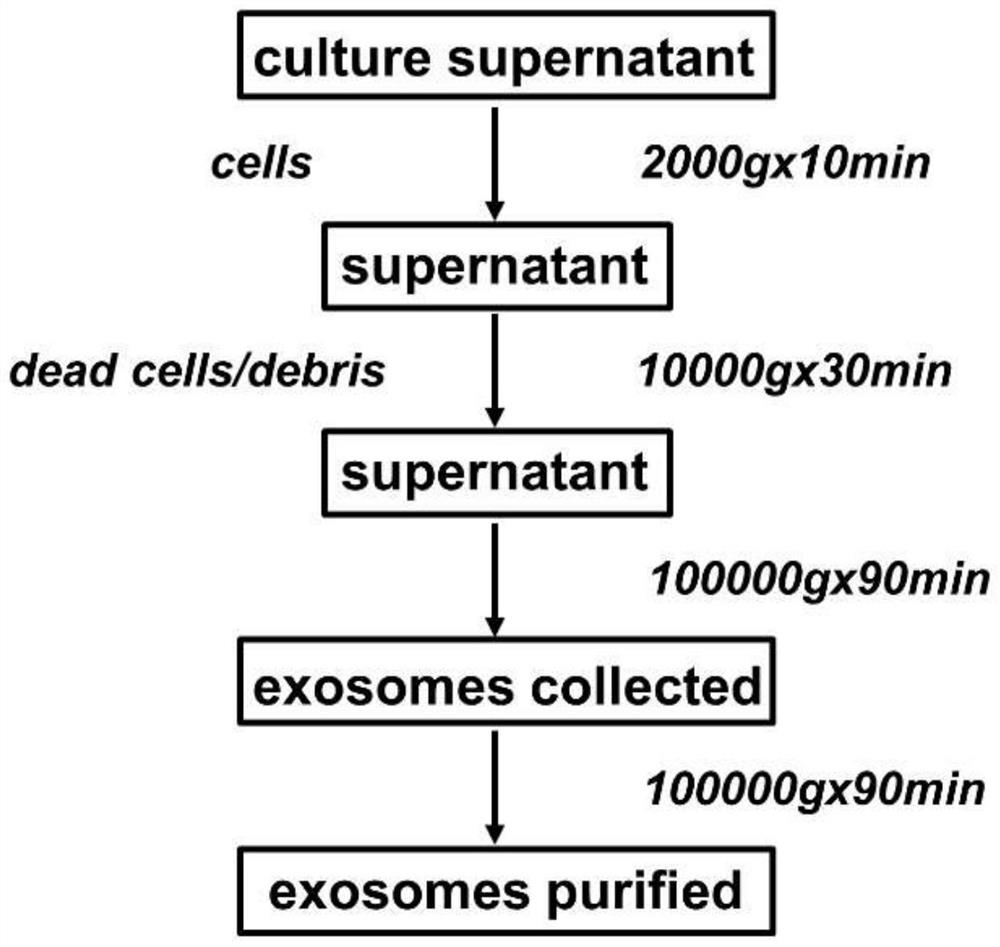 Preparation method and application of microneedle loaded with nano-motor driven exosome for treating enthesiopathy