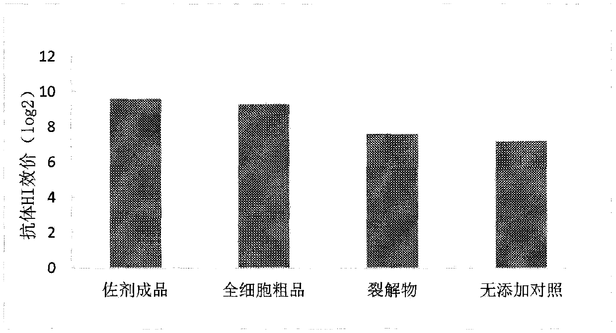 Rhodococcus ruber fermentation method and application thereof as adjuvant in animal vaccines