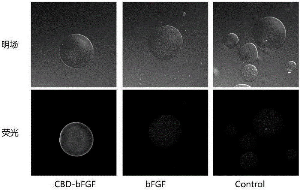 Basic fibroblast growth factor (bFGF) specifically bound with chitin as well as coding gene, preparation method and application thereof