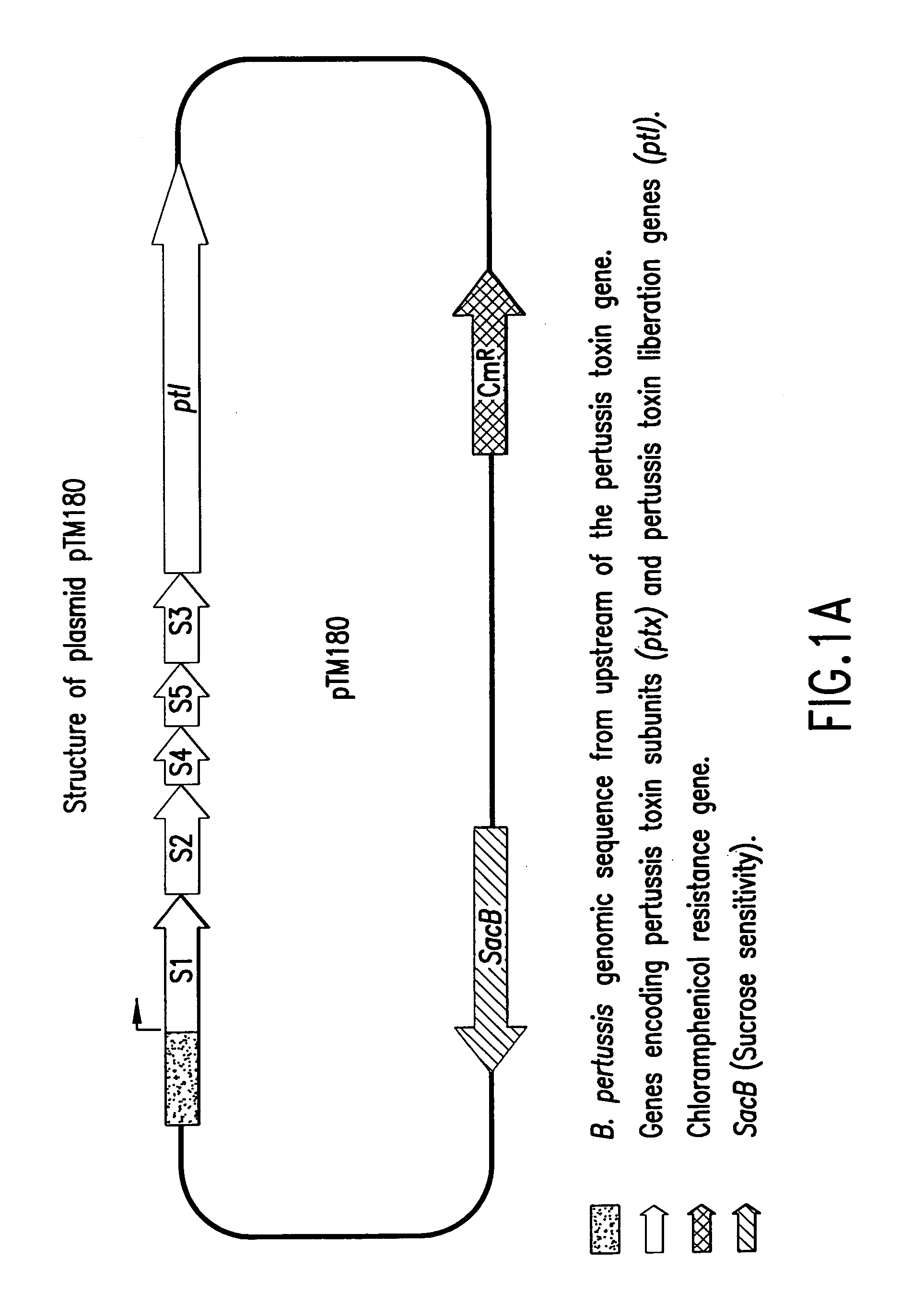 High yield pertussis vaccine production strain and method for making same
