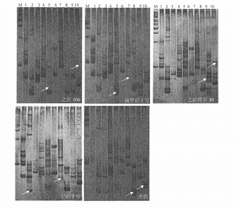 Method for rapidly detecting seed purity of asparagus bean cultivars and reagent kit thereof