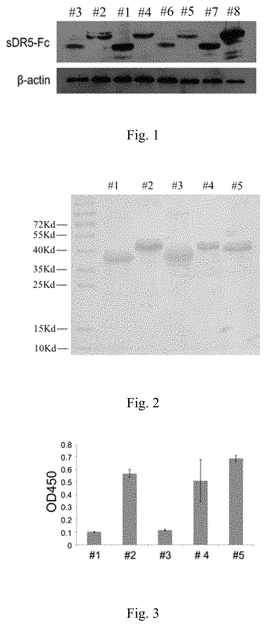 sDR5-Fc fusion protein mutant and use thereof
