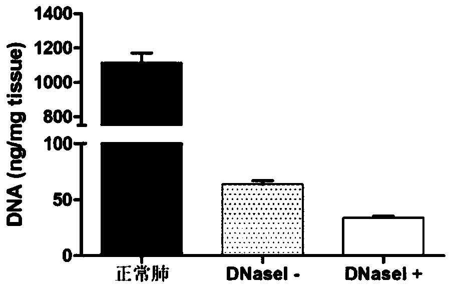 A kind of decellularized lung scaffold and preparation method thereof