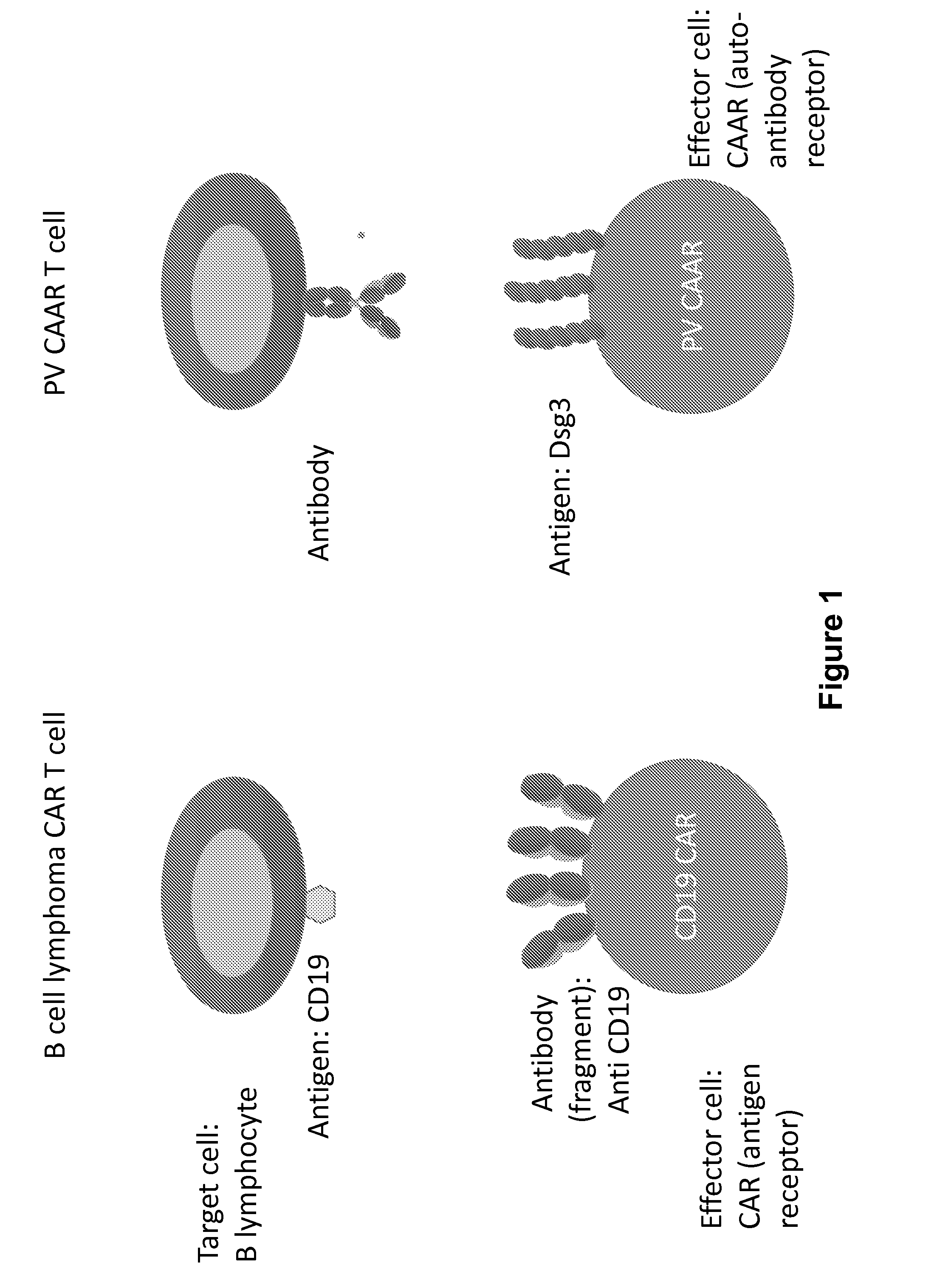 Compositions and methods of chimeric autoantibody receptor t cells