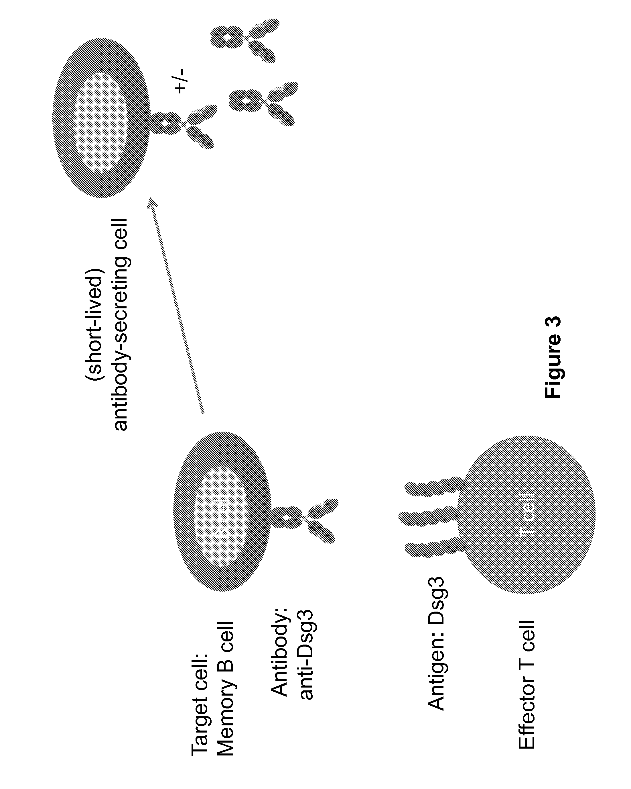 Compositions and methods of chimeric autoantibody receptor t cells