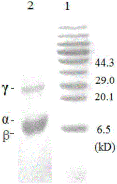 Method used for preparing high-purity phycoerythrin via chitosan adsorption