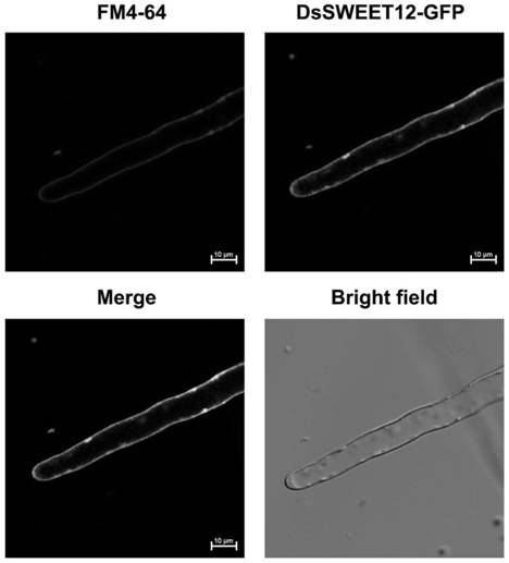 Plant plasma membrane fluorescence labeling method and plasma membrane protein positioning and dynamic monitoring method