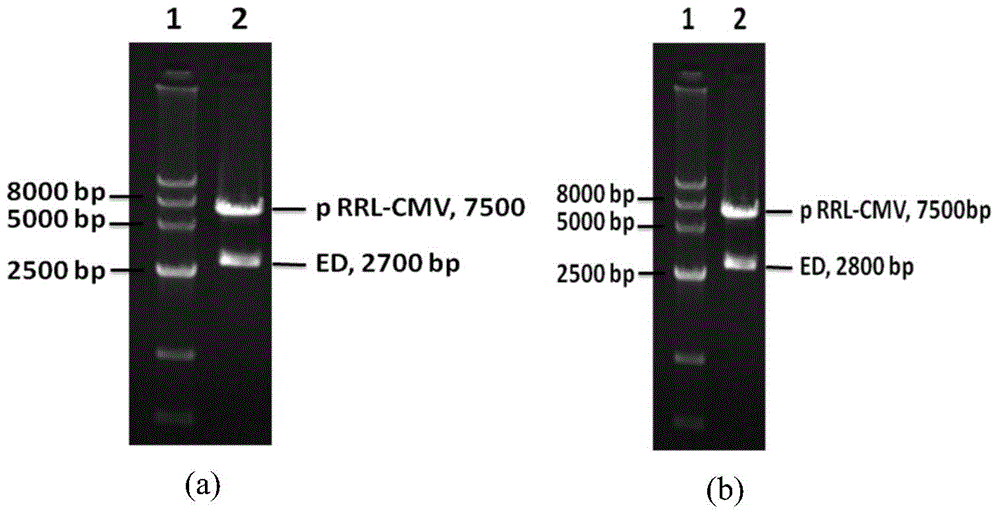 Hepatocyte growth factor receptor key structural domain fusion protein and application thereof