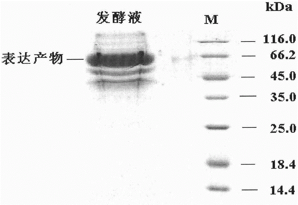 Recombinant insulin secretion promoter fusion protein and its preparation method and use