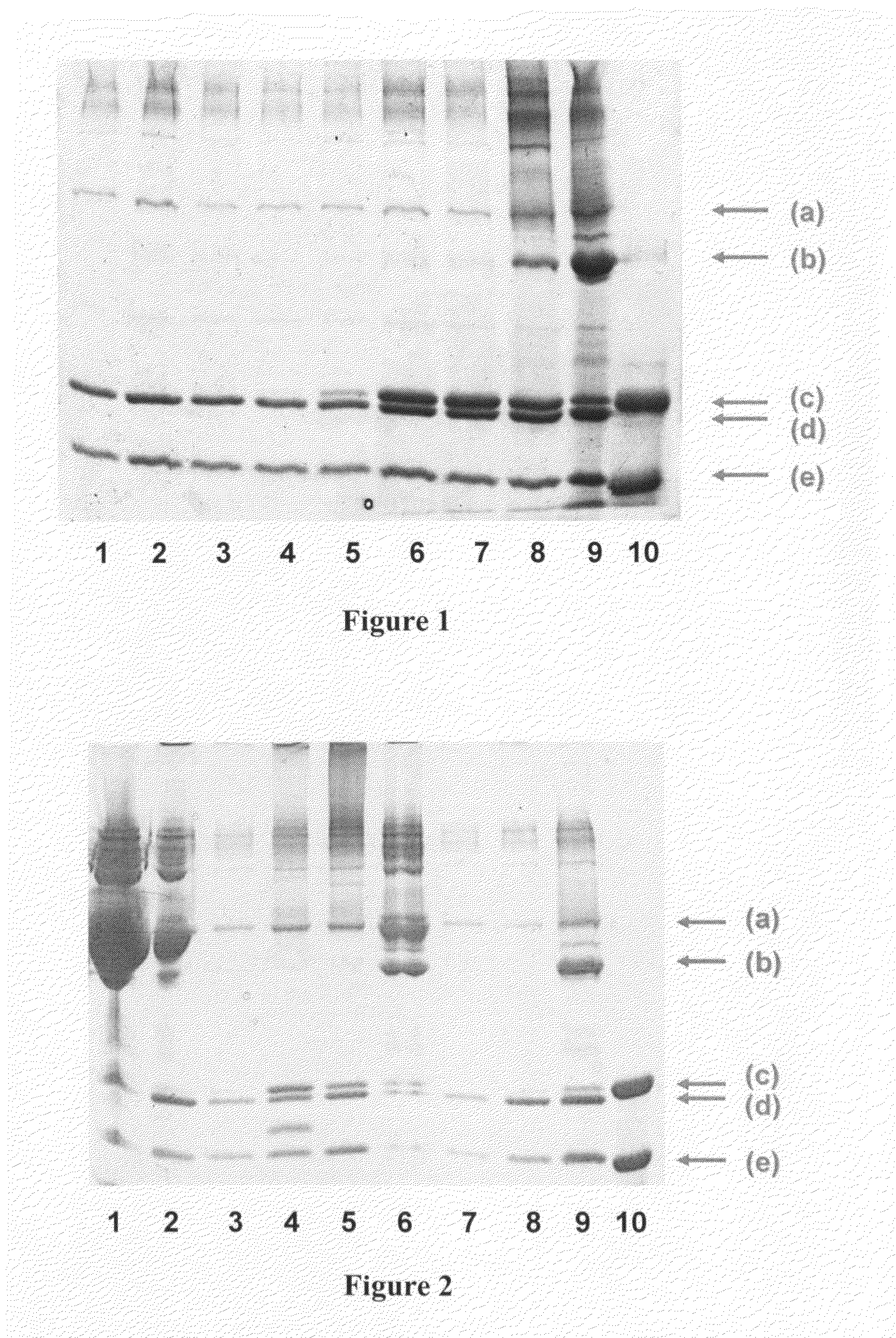 Method for Concentrating, Purifying and Removing Prion Protein