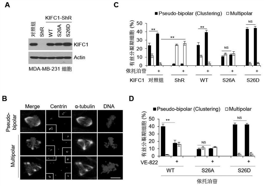 Marker KIFC1 for predicting drug resistance and recurrence of tumors and inhibitor thereof and use of marker KIFC1 and inhibitor thereof