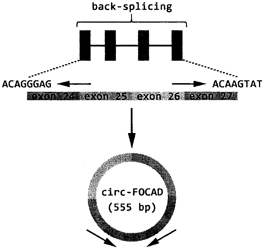 Application of circular RNA as diagnostic biomarker and therapeutic target for gastric cancer and colorectal cancer