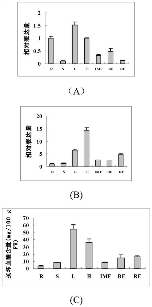 Tomato ascorbic acid biosynthetic gene PMI and application thereof