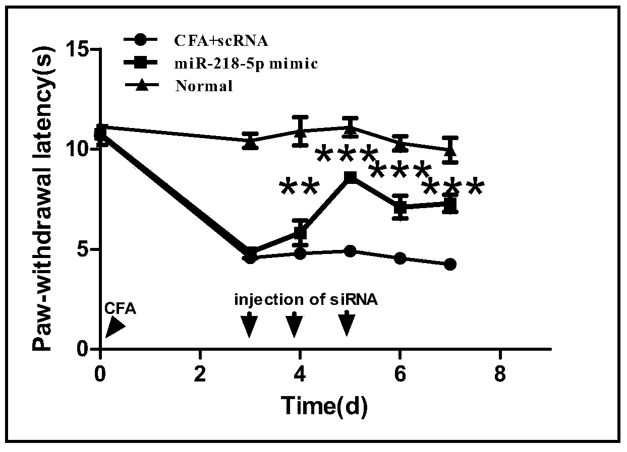 Application of miR-218-5p compound as chronic pain marker in preparation of medicine for treating inflammation type chronic pain