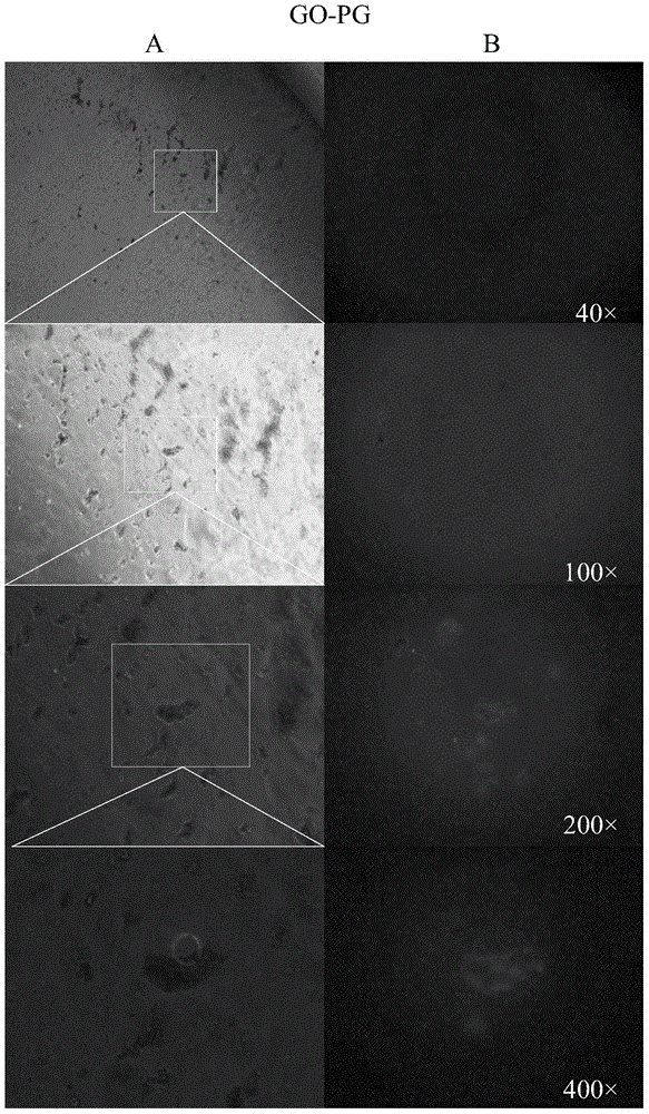 Composite material containing graphene oxide and recombinant streptococcal protein G, and preparation and application thereof