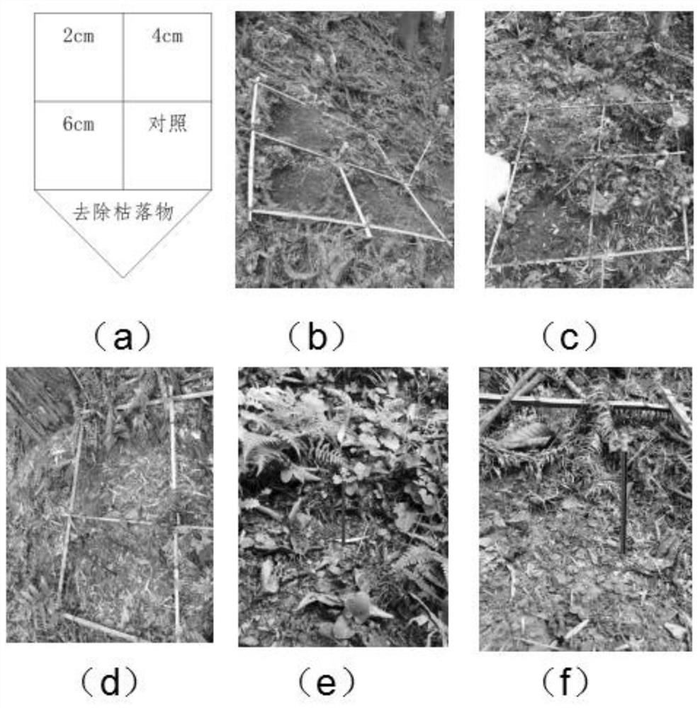 Wild imitation method for artificially improving germination rate of natural taxus chinensis var mairei population seeds and promoting seedling renewal