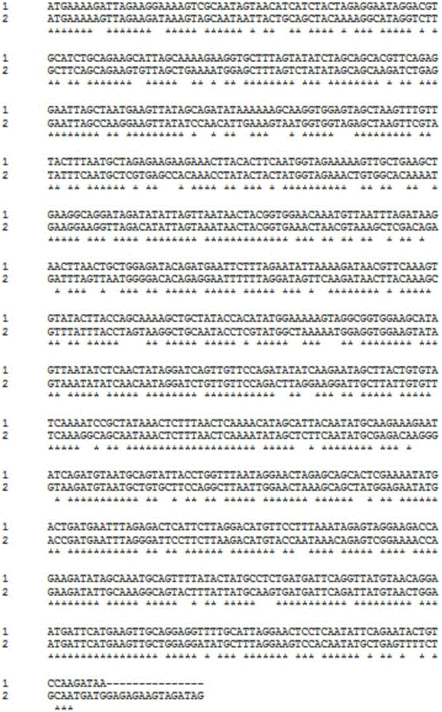 Gene S1-a-1 of novel 7 alpha-HSDH (hydroxysteroid dehydrogenase)