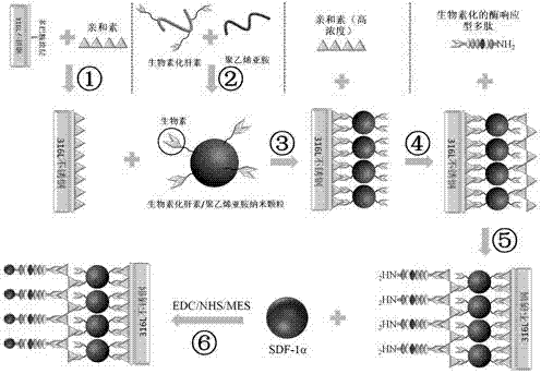 Construction method of enzyme-reponsive multifunctional nano-coating