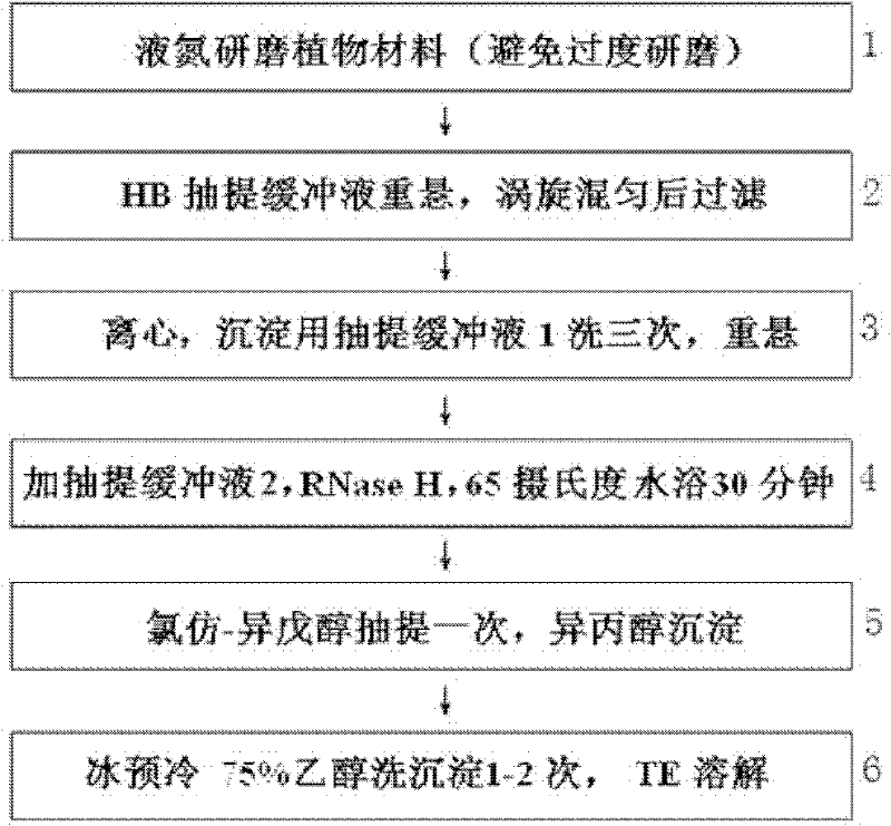 Method for extracting high-quality cell nucleus DNA (Deoxyribonucleic Acid) of plant rich in polysaccharide and polyphenol