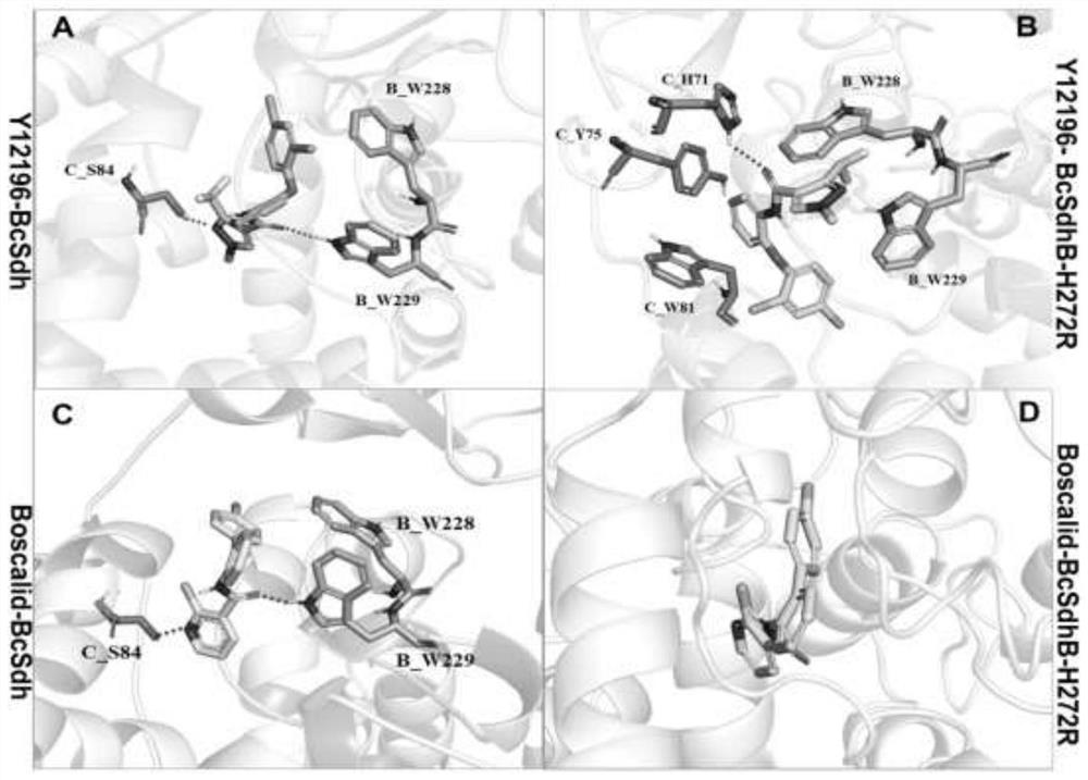 Compound fungicide containing N-(2-(2,4-dichlorophenoxyl)phenyl)-3-(difluoromethyl)-1-methyl-1H-pyrazole-4-amide and procymidone