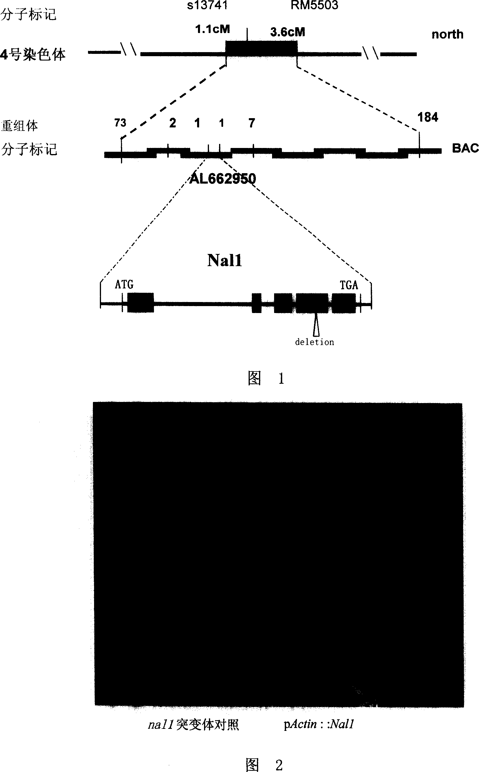 Plant-related gene from paddy and its coded protein and application thereof