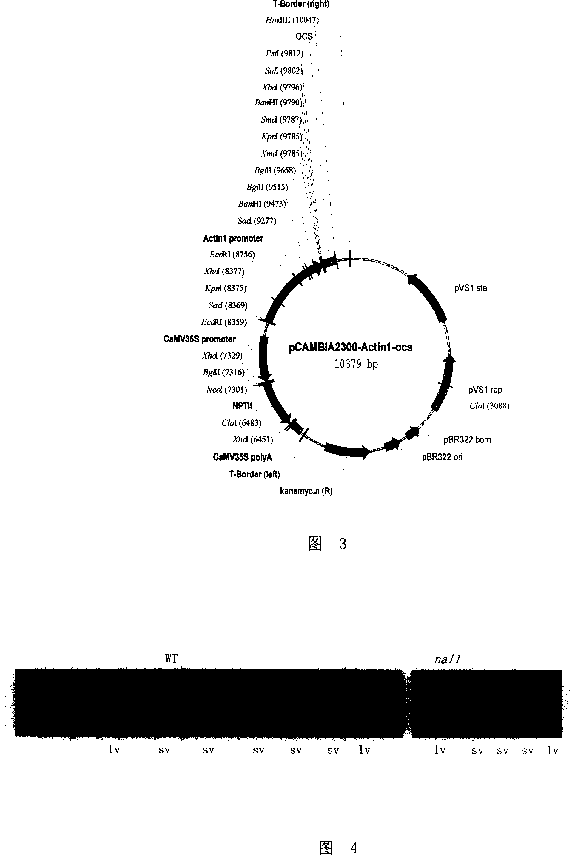 Plant-related gene from paddy and its coded protein and application thereof