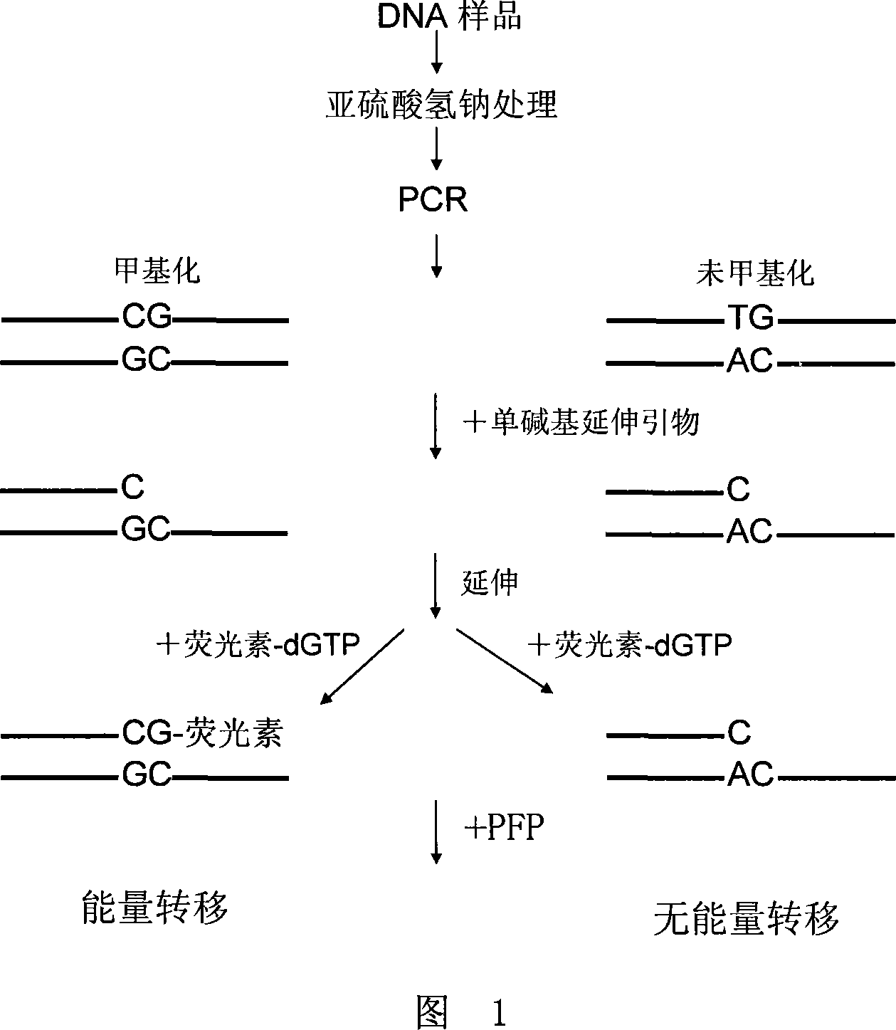 Method for detecting DNA methylation
