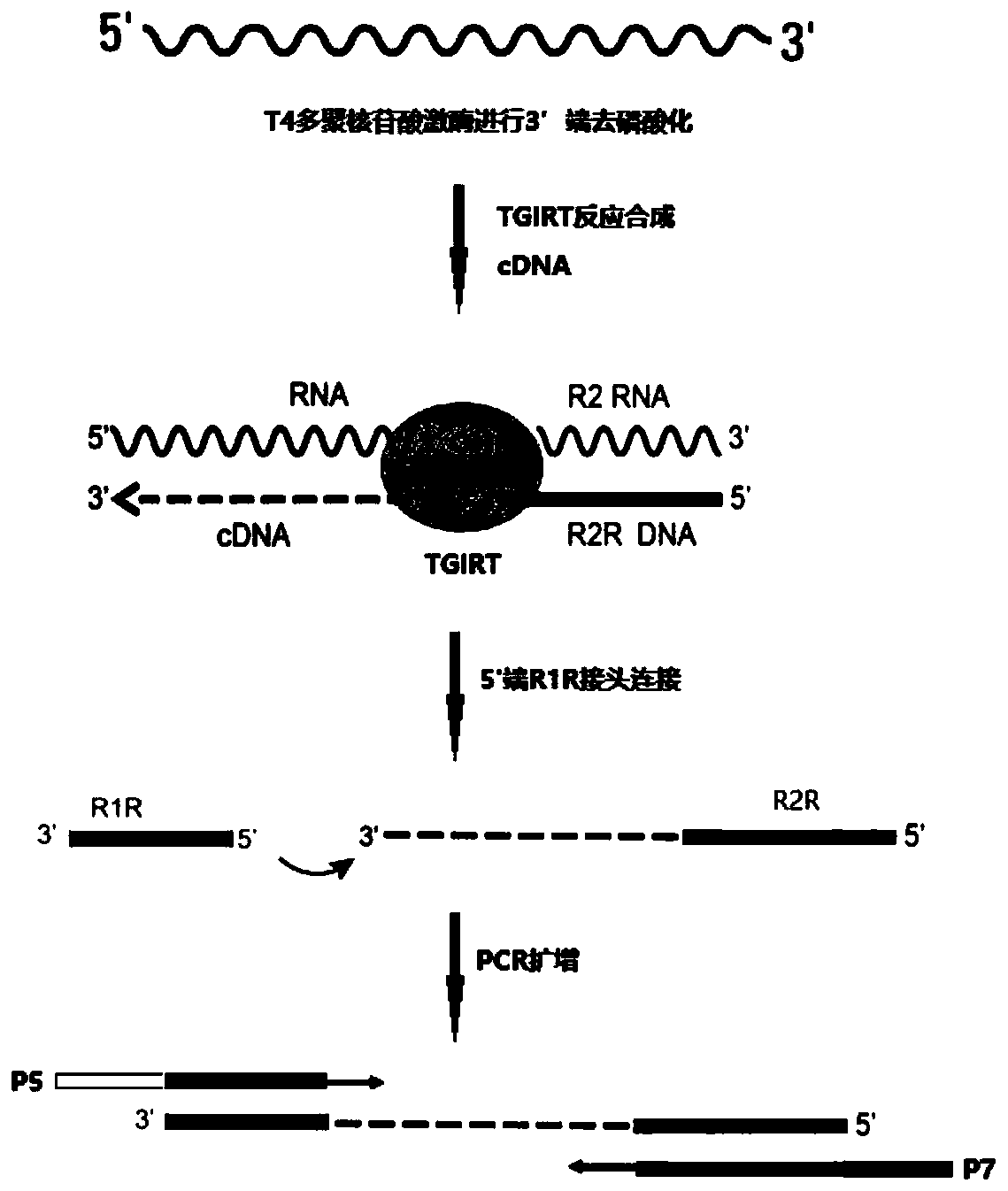 Medium-small-length RNA high-throughput sequencing library building method and application thereof