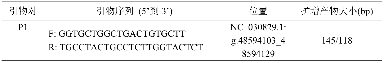Detection method of insertion/deletion polymorphism of goat DNAH1 gene and application of detection method