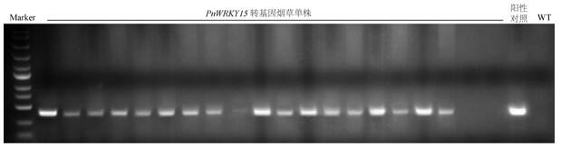 Pseudo-ginseng WRKY transcription factor gene PnWRKY15 and application