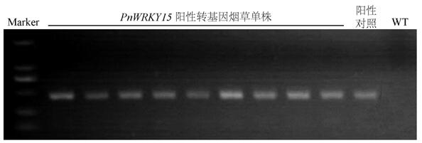 Pseudo-ginseng WRKY transcription factor gene PnWRKY15 and application