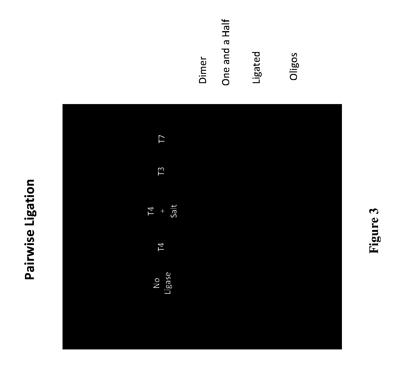 Compositions and Methods for High Fidelity Assembly of Nucleic Acids