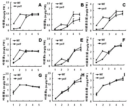 Gene YWL1 for controlling rice leaf color at low temperature and application of gene YWL1