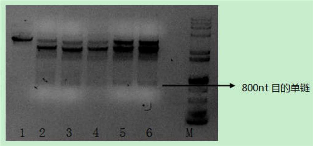 A method for preparing long dna probes containing multiple repeating units