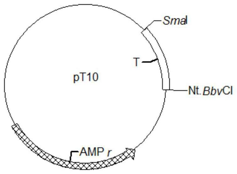 A method for preparing long dna probes containing multiple repeating units