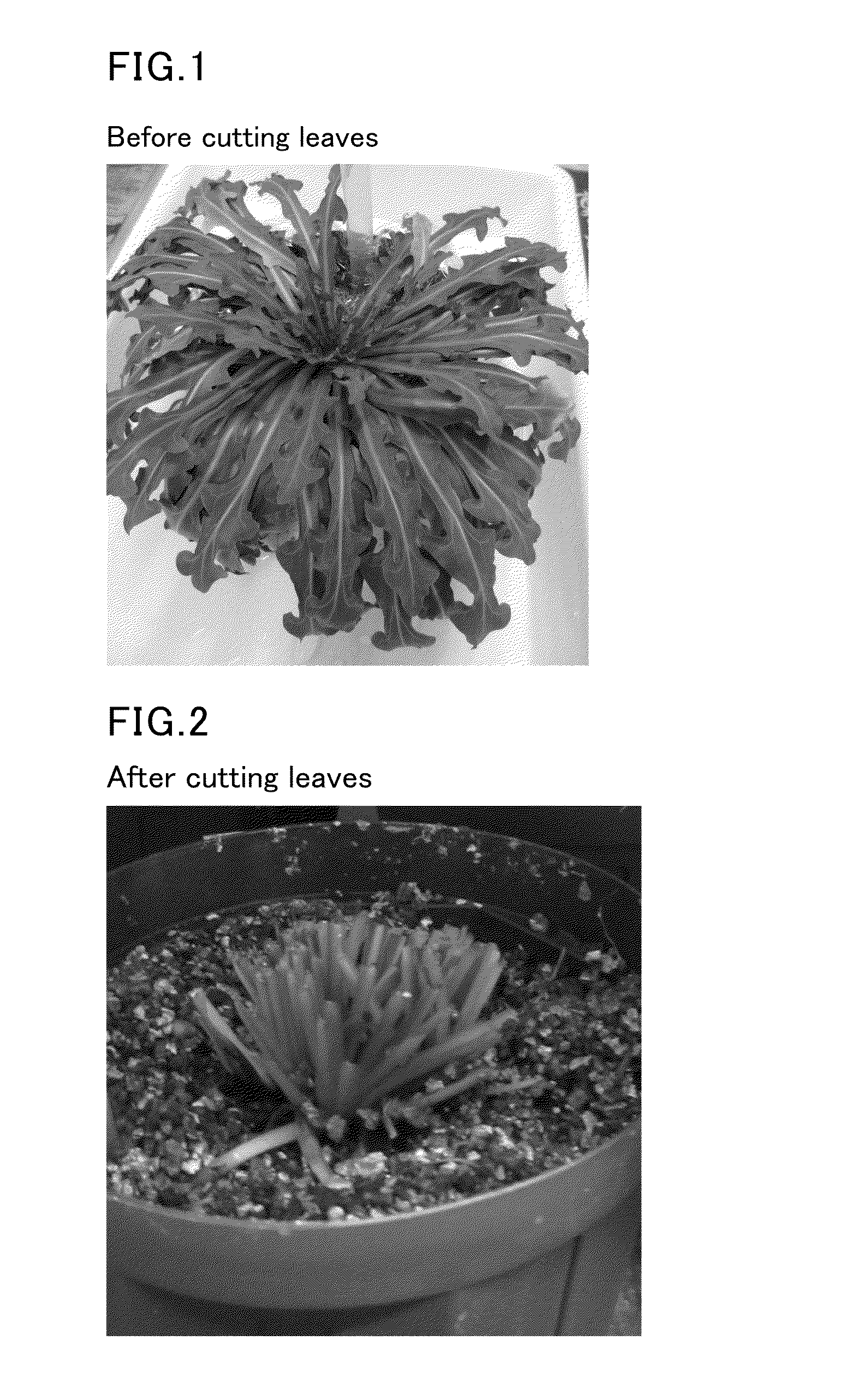 Method for extracting latex, method for cultivating plant of asteraceae family, method for producing pneumatic tire, and method for producing rubber product