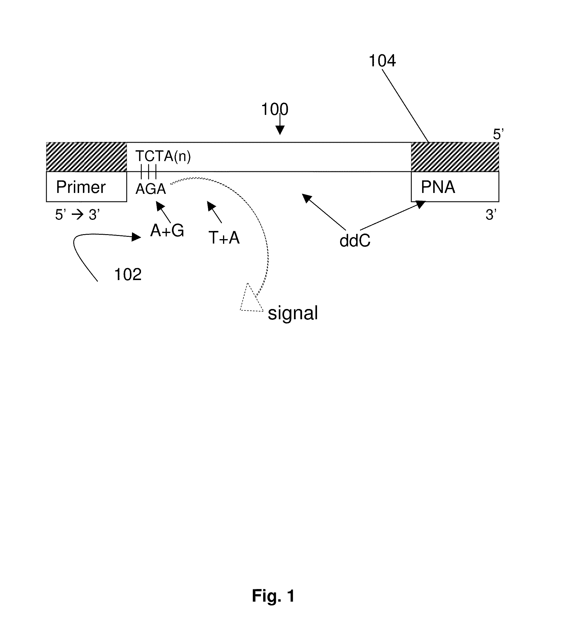 DNA template tailoring using PNA and modified nucleotides