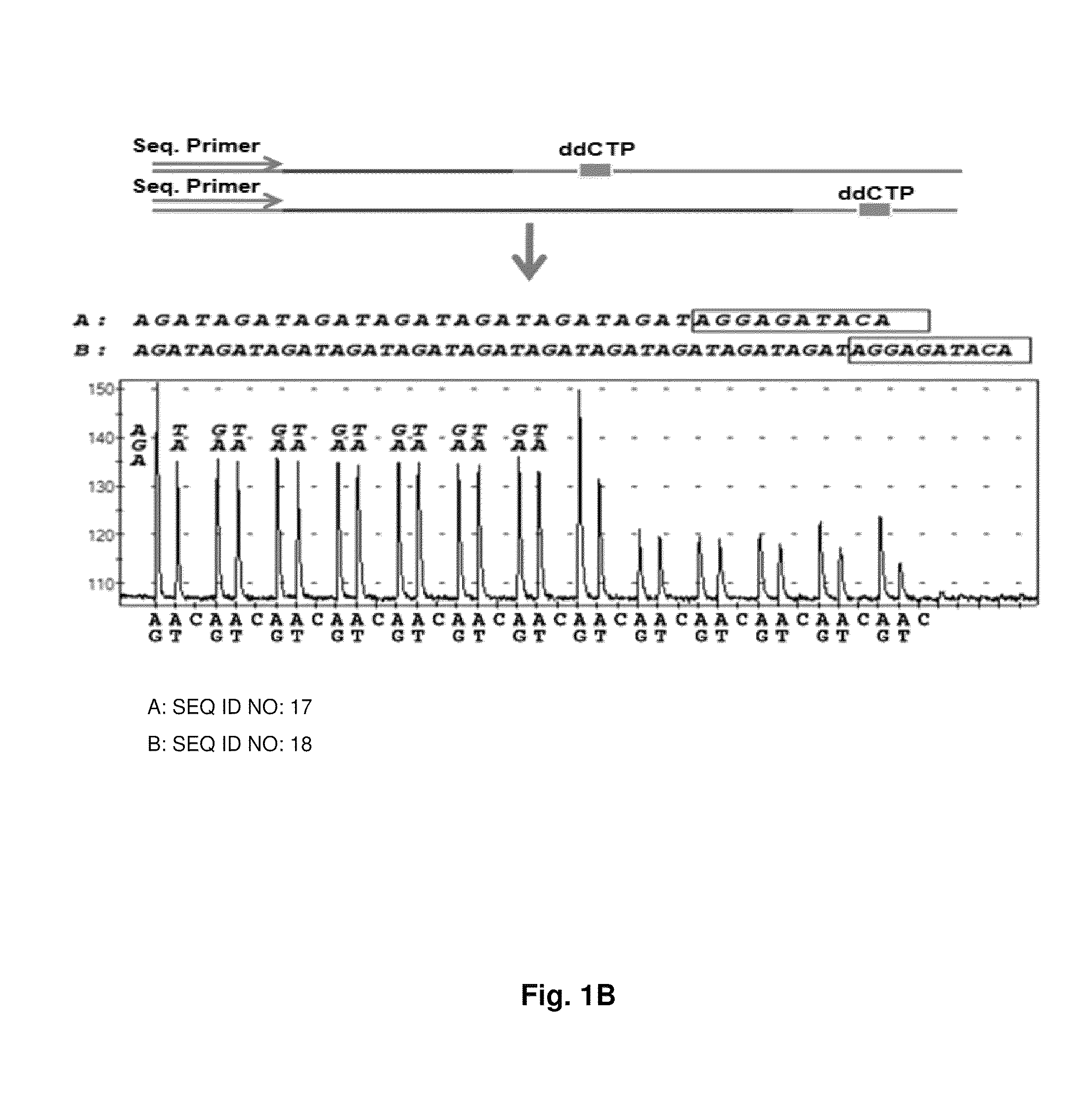 DNA template tailoring using PNA and modified nucleotides